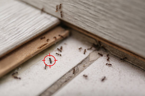 Best Affordable Exterminators  in Weaver, AL