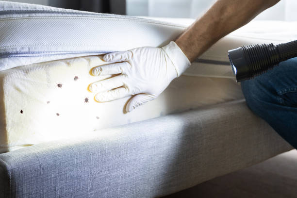 Reliable Weaver, AL Pest Control Solutions
