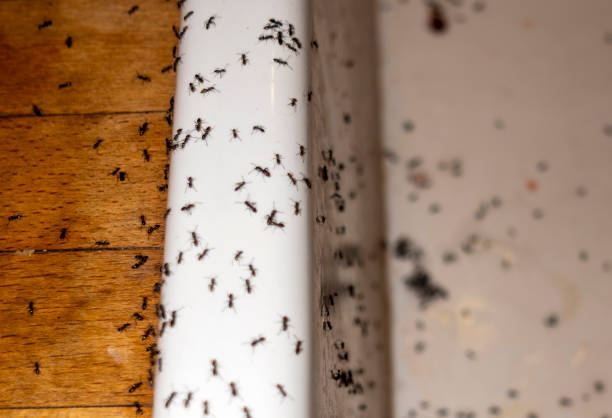 Best Mosquito Control Services  in Weaver, AL