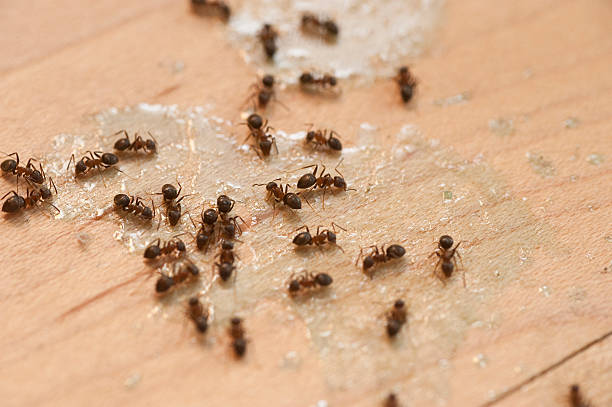 Best Ant Control Services  in Weaver, AL